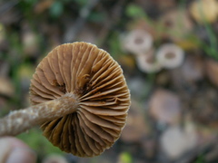 Cortinarius hemitrichus