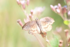Theagenes dichrous