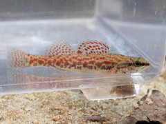 Etheostoma edwini