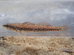 Etheostoma edwini