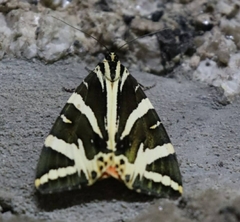 Euplagia quadripunctaria