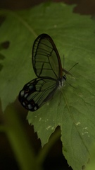 Pseudohaetera hypaesia