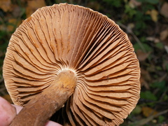 Cortinarius pholideus