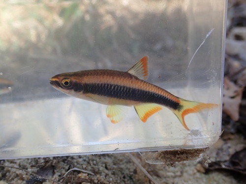 Flagfin shiner (Pteronotropis signipinnis) — Cyprinidae — 4