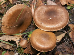 Cortinarius pholideus