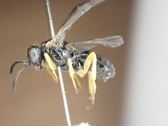 Aneugmenus coronatus