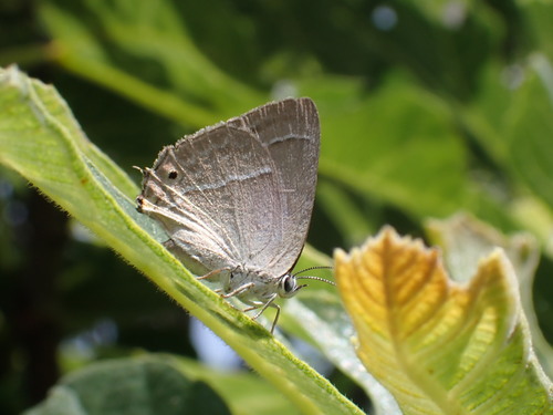 ostrôžkár dubový (Favonius quercus)