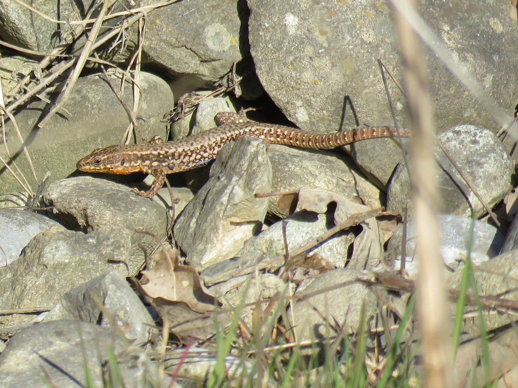 Common Wall Lizard from 1290 Versoix, Switzerland on March 28, 2021 at