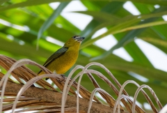 Euphonia chrysopasta