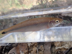 Apalachicola Blacktail Shiner photo 4