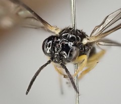 Aneugmenus coronatus