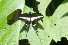 Heraclides hectorides