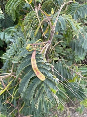 Paraserianthes