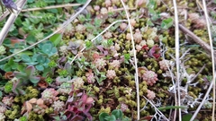Sedum rubens