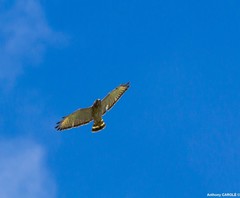 Buteo platypterus