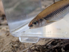 Notropis texanus