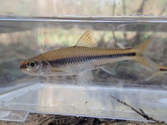 Notropis texanus
