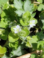 Veronica sublobata