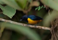 Euphonia rufiventris