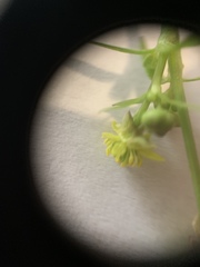 Ranunculus abortivus