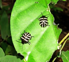 Platyphora flavozonata