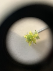Ranunculus abortivus
