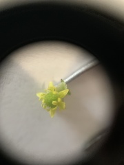 Ranunculus abortivus