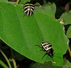 Platyphora flavozonata