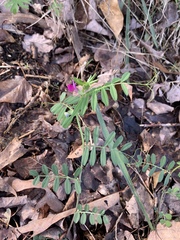 Vicia sativa