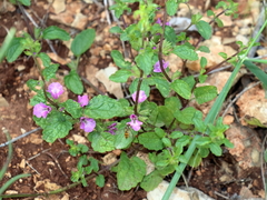 Stachys neurocalycina