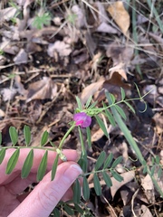 Vicia sativa