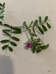 Vicia sativa