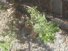 Dysphania pumilio