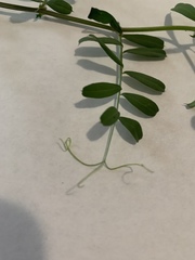 Vicia sativa
