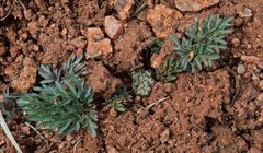 Cymopterus glomeratus