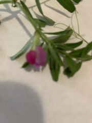 Vicia sativa