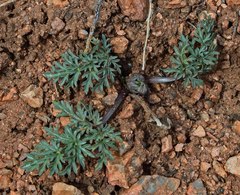 Cymopterus glomeratus