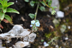 Trigonotis peduncularis