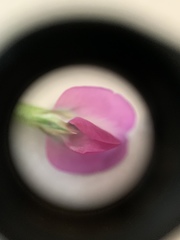 Vicia sativa