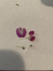 Vicia sativa