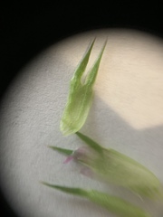 Vicia sativa