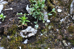 Trigonotis peduncularis