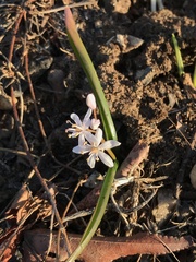 Scilla bifolia