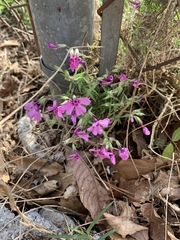 Phlox subulata
