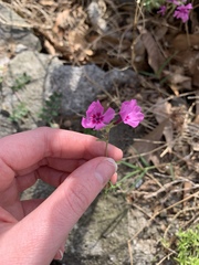 Phlox subulata