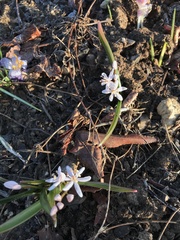 Scilla bifolia