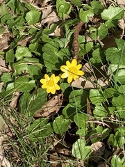 Ficaria verna