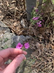 Phlox subulata