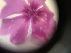 Phlox subulata