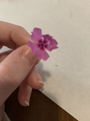 Phlox subulata